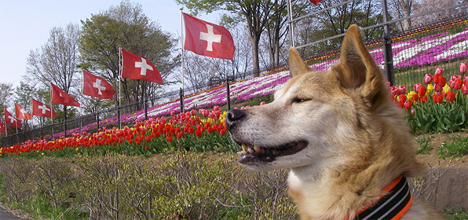 春の花と犬