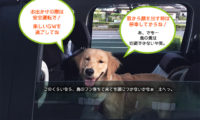 車から顔を出す犬