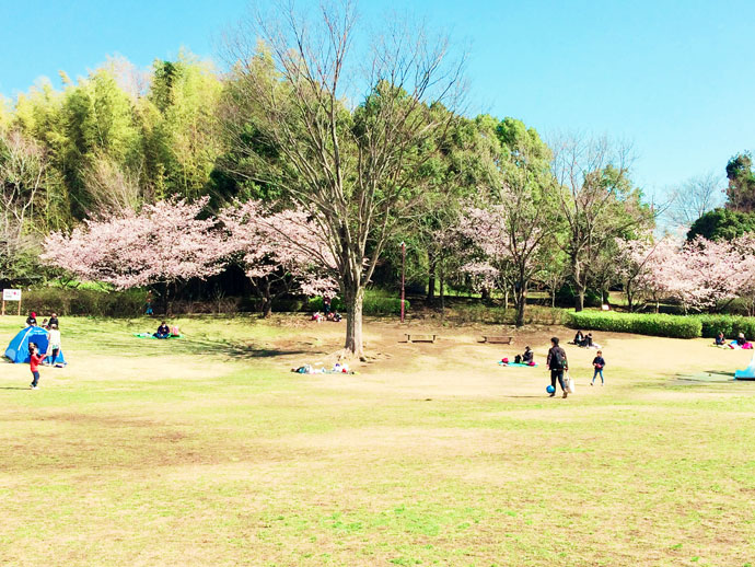 王禅寺ふるさと公園の桜